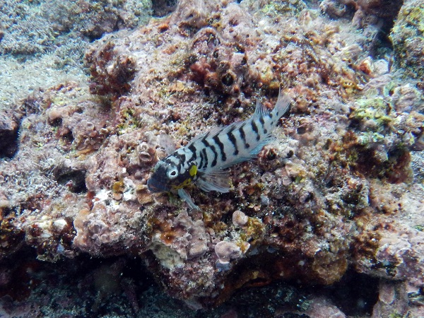 gestreifter Fisch im Wasser bei den Galapagos Inseln