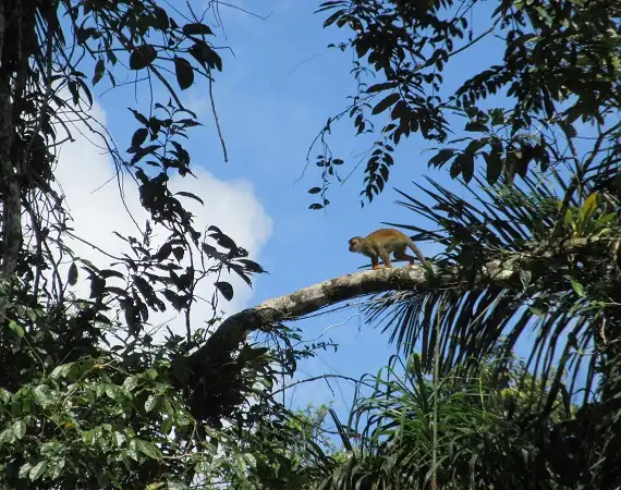 Affe auf einem Ast im Cuyabeno Reservat