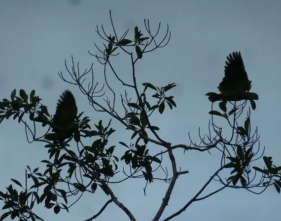 vorbeifliegende Vögel in Cuyabeno