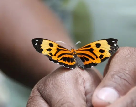 Schmetterling im Regenwald von Ecuador