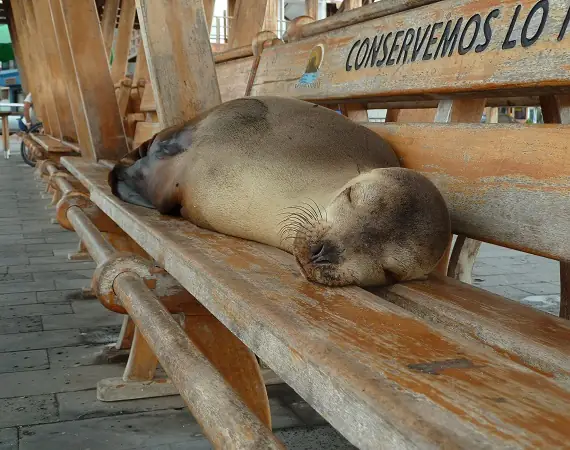 Seelöwe auf einer Bank auf Galapagos