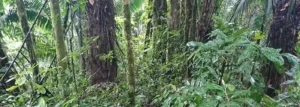 Blick in den Regenwald von Ecuador bei einer Wanderung