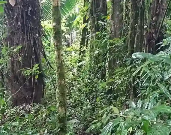 Blick in den Regenwald von Ecuador bei einer Wanderung