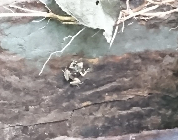 winziger Frosch in der Reserva von Pacoche