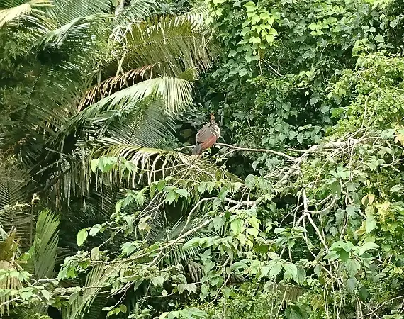Hoatzin in den Bäumen bei der Lagune Limoncocha