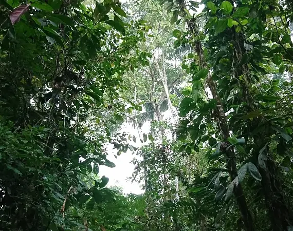 typische Regenwaldvegetation bei Puyo