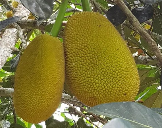 Jackfruits auf der Finca El Trinar auf San Cristobal