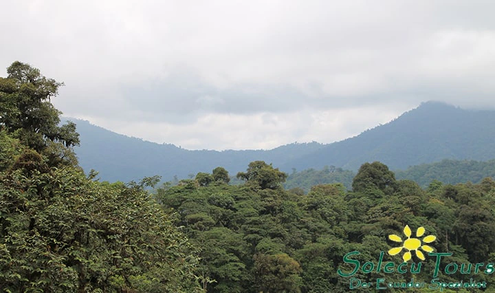 Nebelwald Ecuador