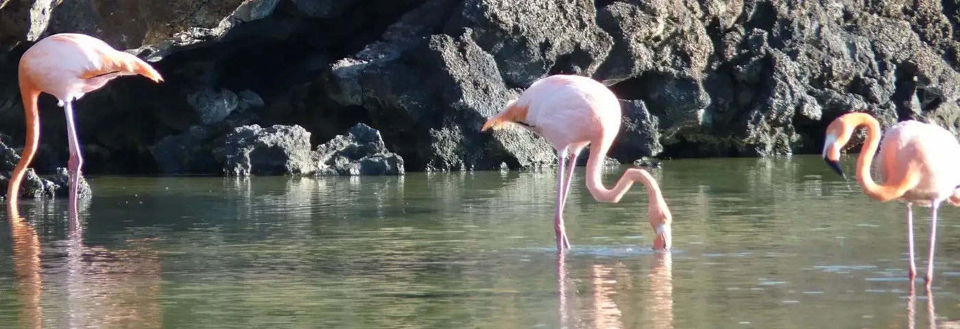 Bachas Beach Santa Cruz Flamingos banner
