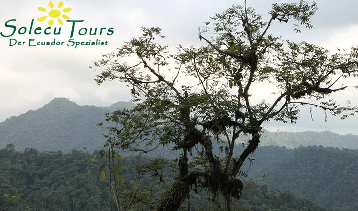 Aussicht auf den Nebelwald Ecuadors