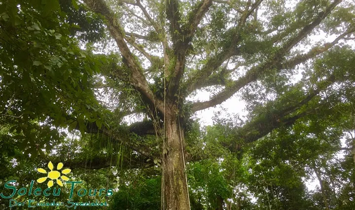 Baum mit Lianen im Regenwald bei Tena, Ecuador