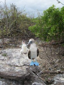 Blaufußtölpel mit Küken ganz nah!