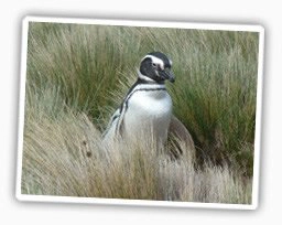Pinguin in Chile