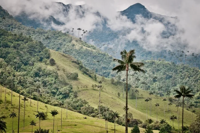 Cocora tal