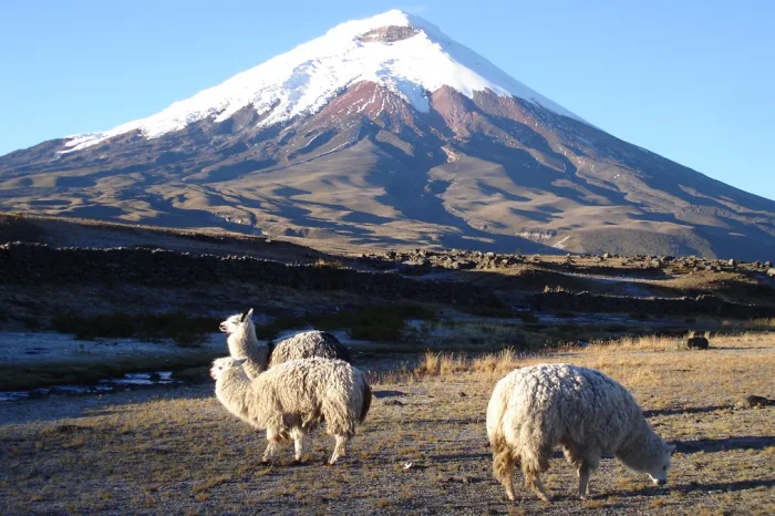 Cotopaxi Nationalpark Ecuador