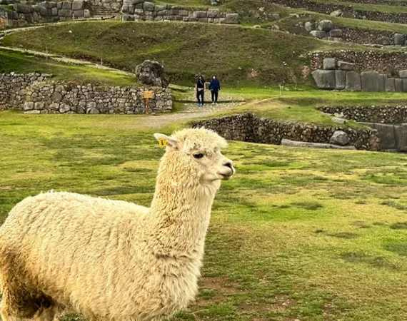 Nahaufnahme eines flauschigen weißen Alpakas mit einer gelben Ohrmarke auf einer grünen Wiese im archäologischen Komplex von Sacsayhuamán, Cusco, Peru. Im Hintergrund sind massive, präzise eingepasste Inka-Steinmauern und grasbewachsene Terrassen zu sehen. Zwei Personen gehen in der Ferne auf einem Weg.