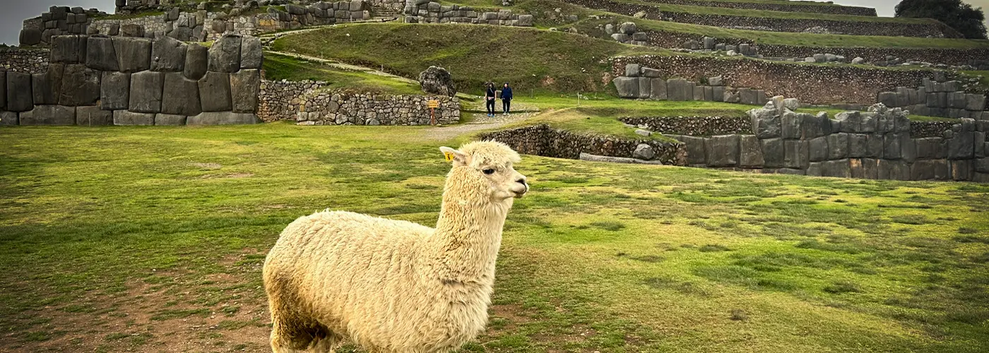 Nahaufnahme eines flauschigen weißen Alpakas mit einer gelben Ohrmarke auf einer grünen Wiese im archäologischen Komplex von Sacsayhuamán, Cusco, Peru. Im Hintergrund sind massive, präzise eingepasste Inka-Steinmauern und grasbewachsene Terrassen zu sehen. Zwei Personen gehen in der Ferne auf einem Weg.