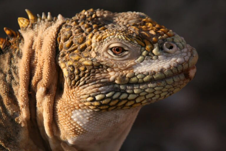Entdecken Sie die vielfältige Tierwelt auf Galapagos!
