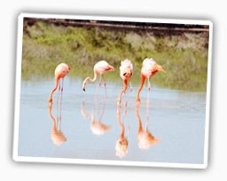galapagos-isabela insel