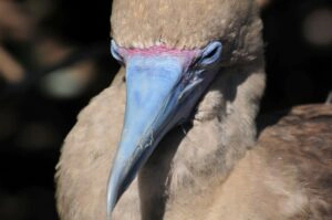 Rotfußtölpel auf Galapagos