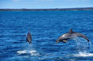 Delfine auf Kreuzfahrt Galapagos