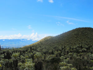 Naturreservat El Angel in Ecuador
