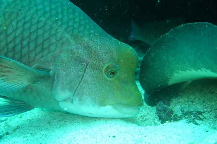 Fisch Meeresboden Galapagos