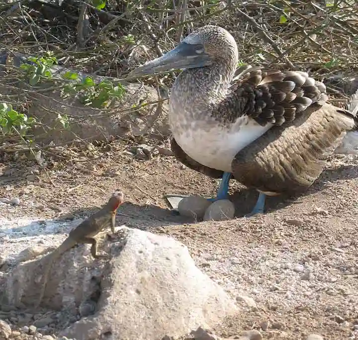 Blaufußtölpel und Echse am Suarez Point auf der Galapagos Insel Española