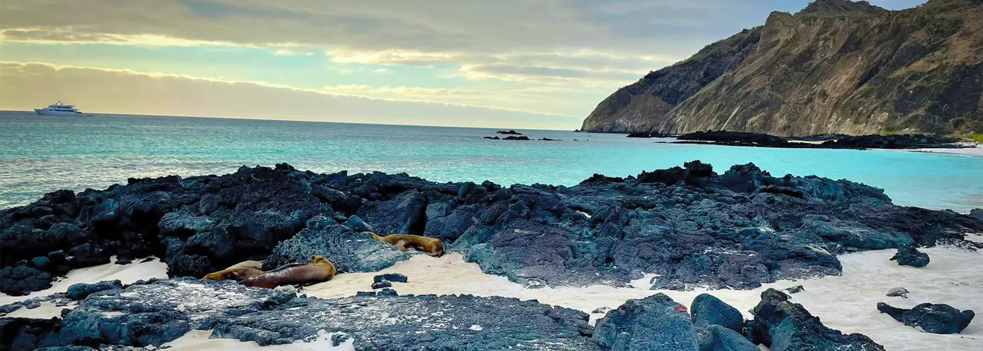Seelöwen ruhen auf dunklen Vulkanfelsen an einem weißen Sandstrand auf den Galapagos-Inseln, im Hintergrund türkisblaues Wasser und ein Kreuzfahrtschiff unter bewölktem Himmel.