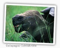 galapagos reiseberichte: schildkröte