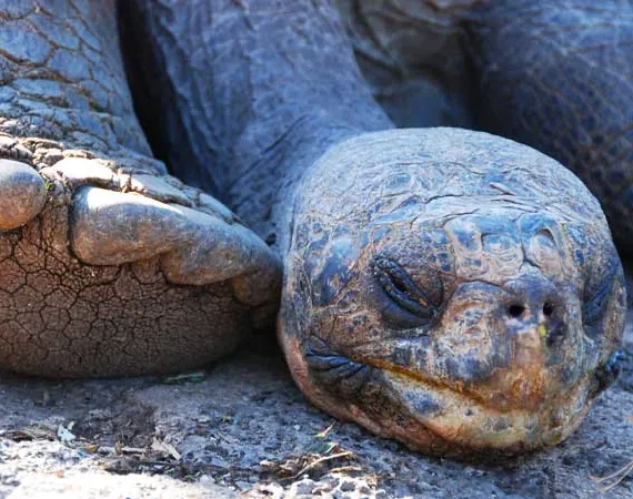 Gesicht einer Riesenschildkröte auf Galapagos