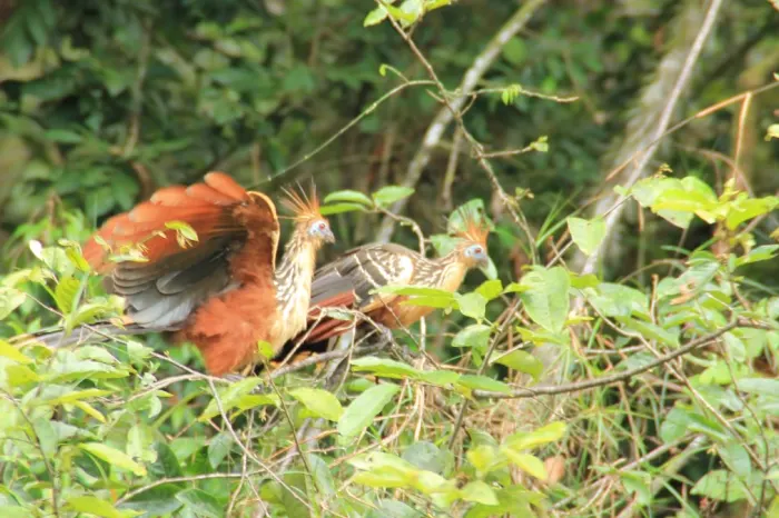 Hoatzin cuyabeno