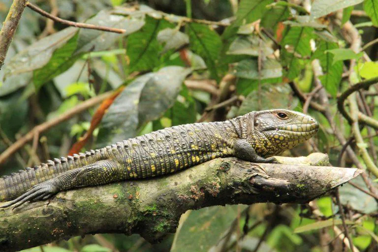 Tayrona Nationalpark Landleguan im Tayrona-Nationalpark