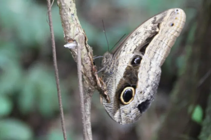 Itamandi Schmetterling