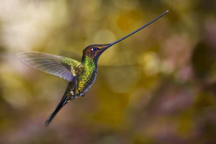 Kolibri Guango