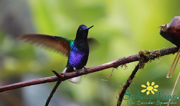 Kolibri im Nebelwald Ecuadors nahe der Mashpi Lodge