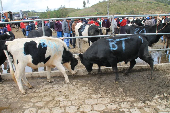 Markt von Guamote Tagestour Quito