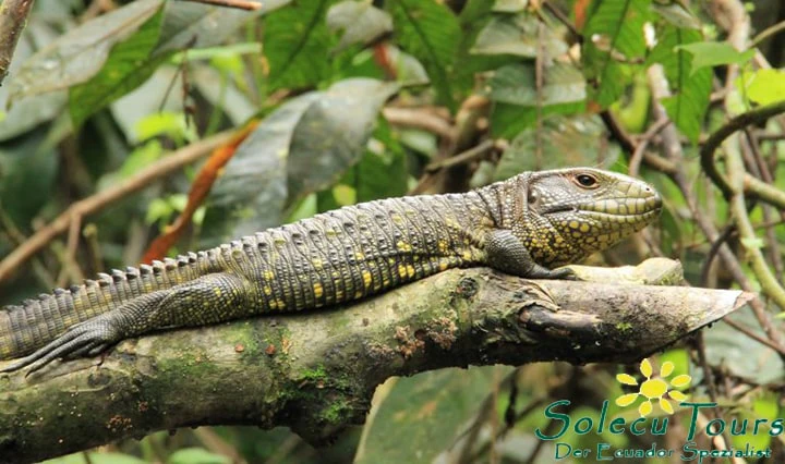 Landleguan im Yasuni Nationalpark