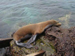 Seelöwe Las Tijeretas