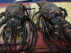 Lobster auf den Galapagos-Inseln