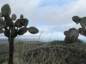 Opuntia Kakteen auf der Insel Isabela