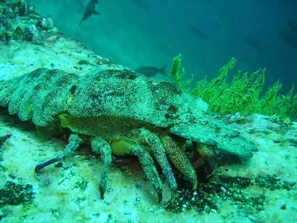 Unterwasserleben von Galapagos