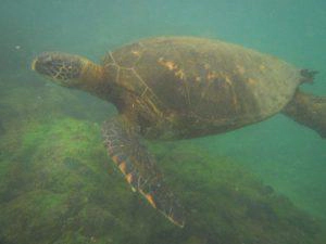 Meeresschildkröte Galapagos