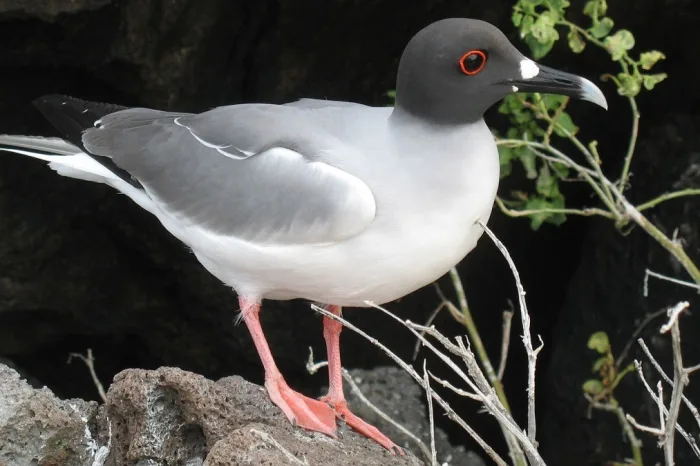 Möwe auf Galapagos