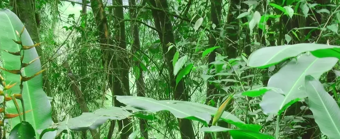 Nebelwald Ecuador1 banner