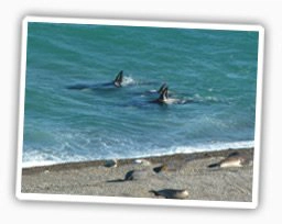 Orcas und Seelöwen