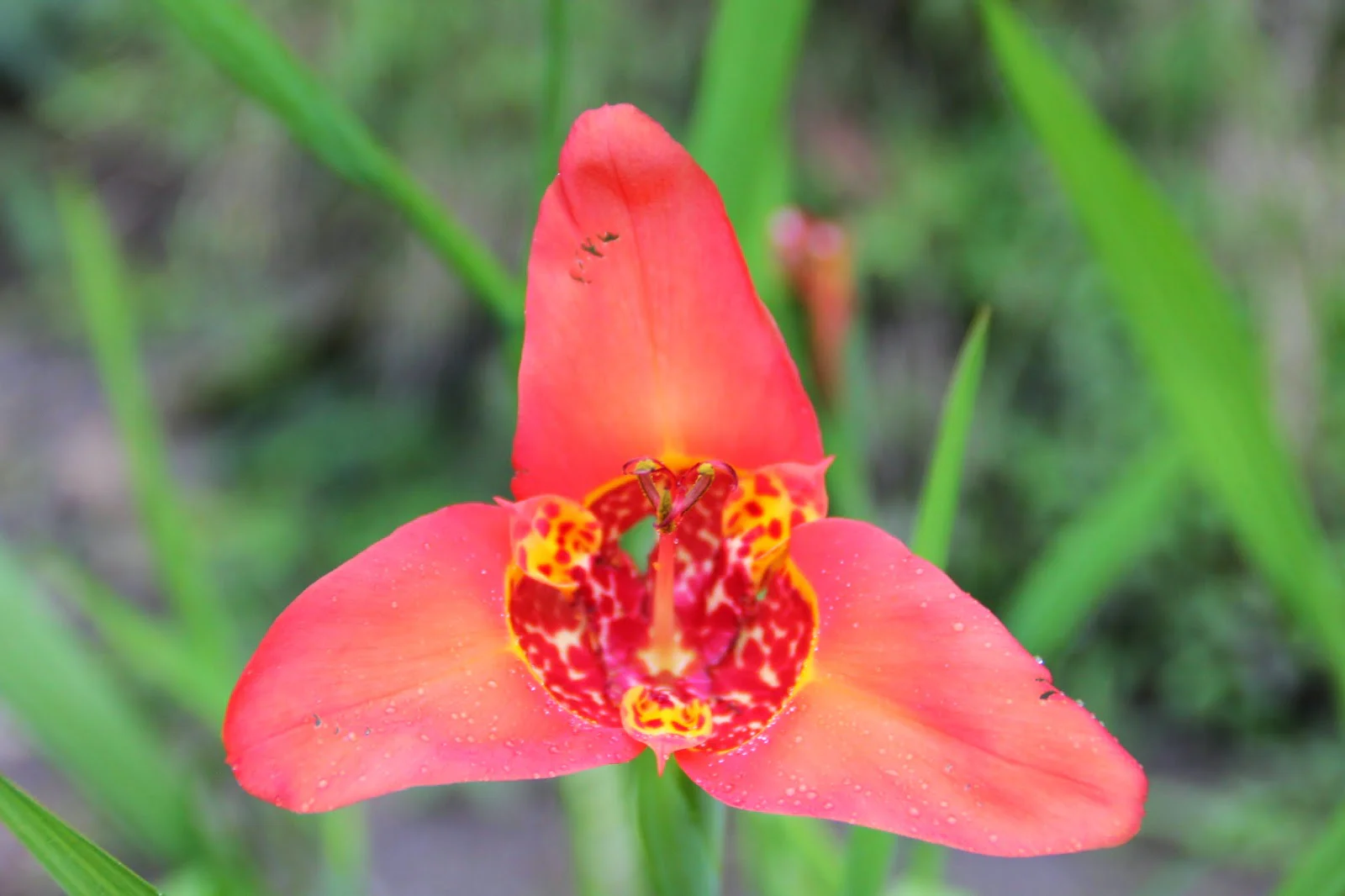 Orchidee im Regenwald von Ecuador