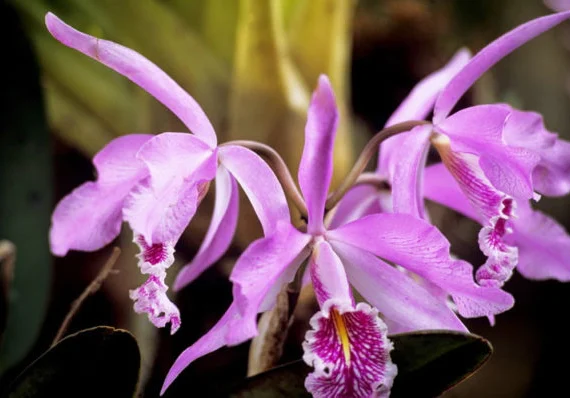 Orchideen im Nationalpark Rio Abesio, Peru