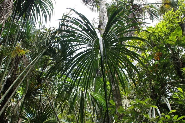 Palmen Cuyabeno