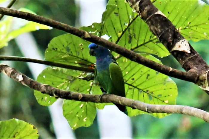 Papagei Regenwald Ecuador